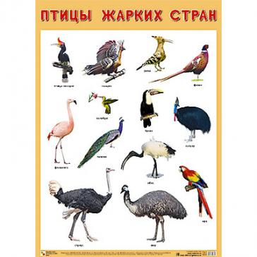 Плакат Птицы жарких стран