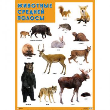 Плакат Животные средней полосы