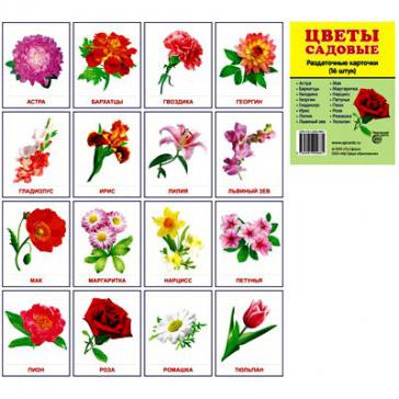 Цветы садовые. 16 раздаточных карточек с текстом