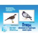 Птицы нашей страны